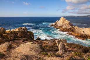 Point Lobos-8011 Point Lobos-8011